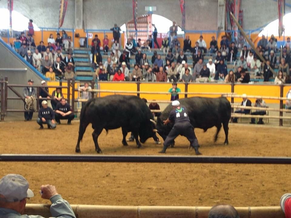 Uwajima City Bullfighting Arena-宇和岛市必去景点