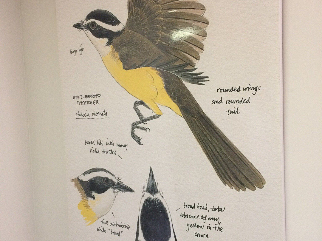 Coleccion Ornitologica William H. Phelps-加拉加斯必去景点