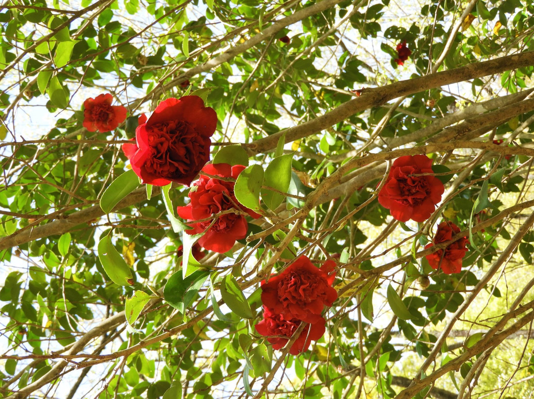 Kaigakedani Rhododendron Plants景点图片