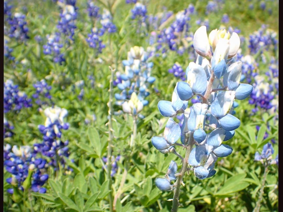 Bluebonnet Park-恩尼斯必去景点