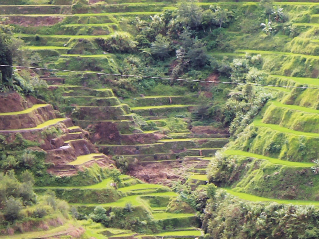 Maligcong Rice Terraces景点图片