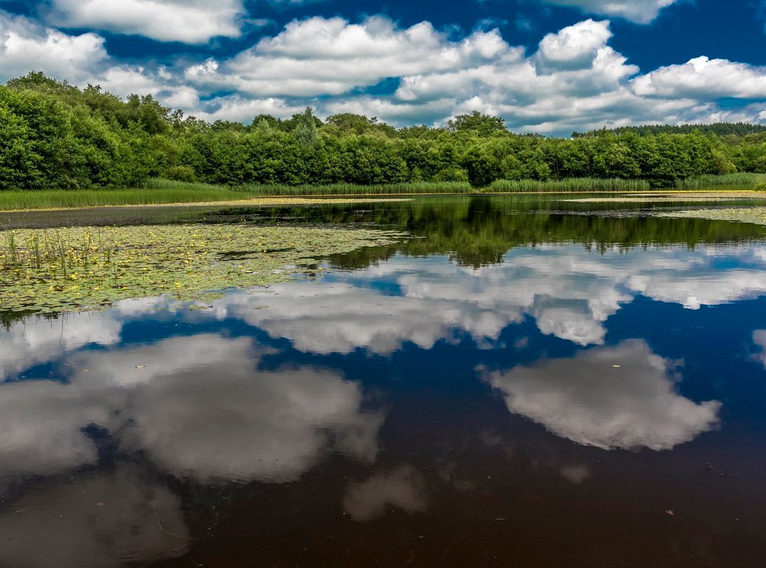 Penllergare Valley Woods景点图片