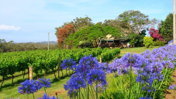Lake Cathie旅游景点-Innes Lake Vineyards