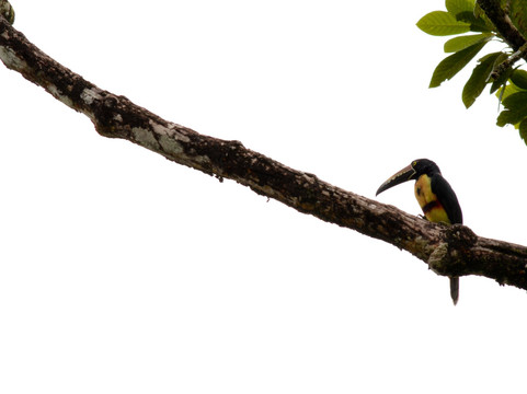 Cooltour Costa Rica-Naranjo必去景点