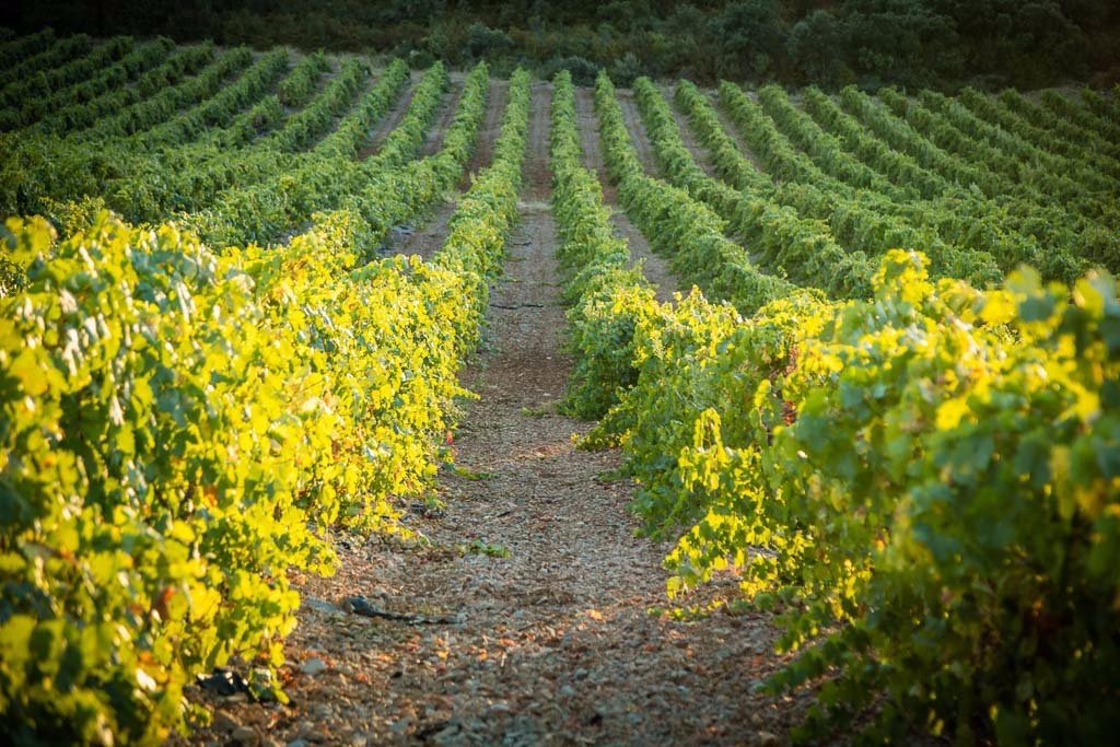 Les Vignerons du Sommierois景点图片