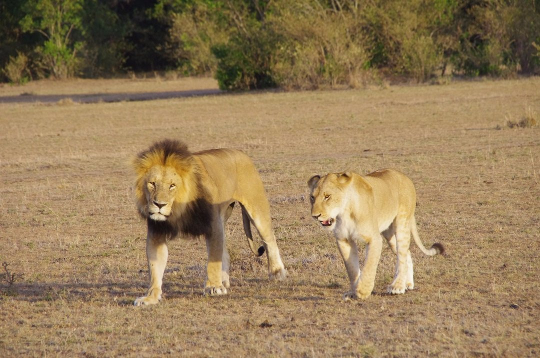 Musiara Swamp-马赛马拉国家野生动物保护区必去景点