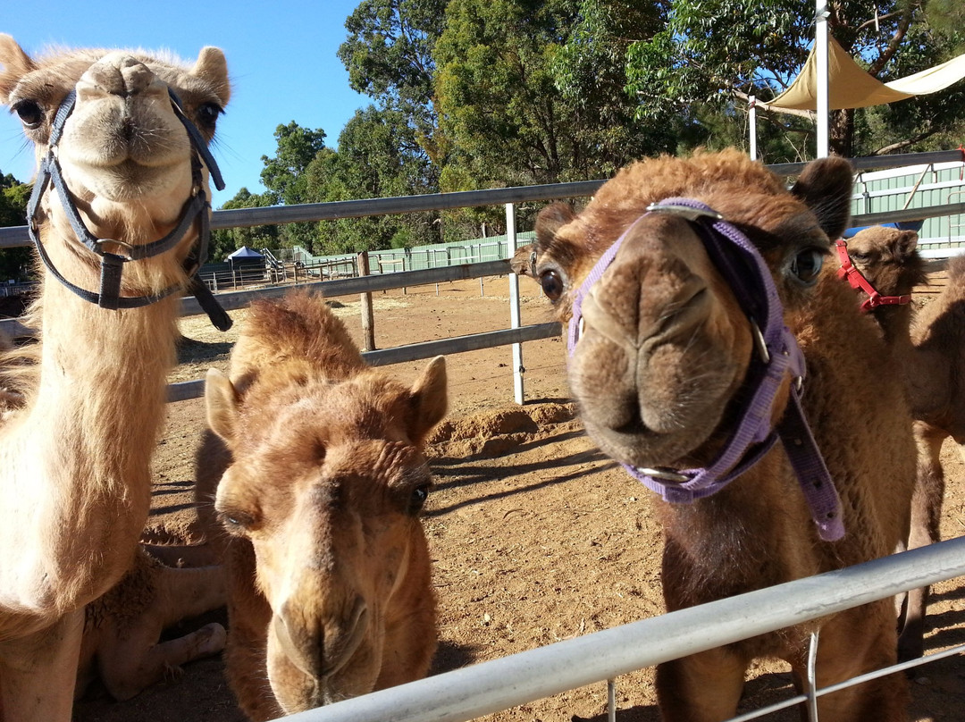 Calamunnda  Camel Farm景点图片