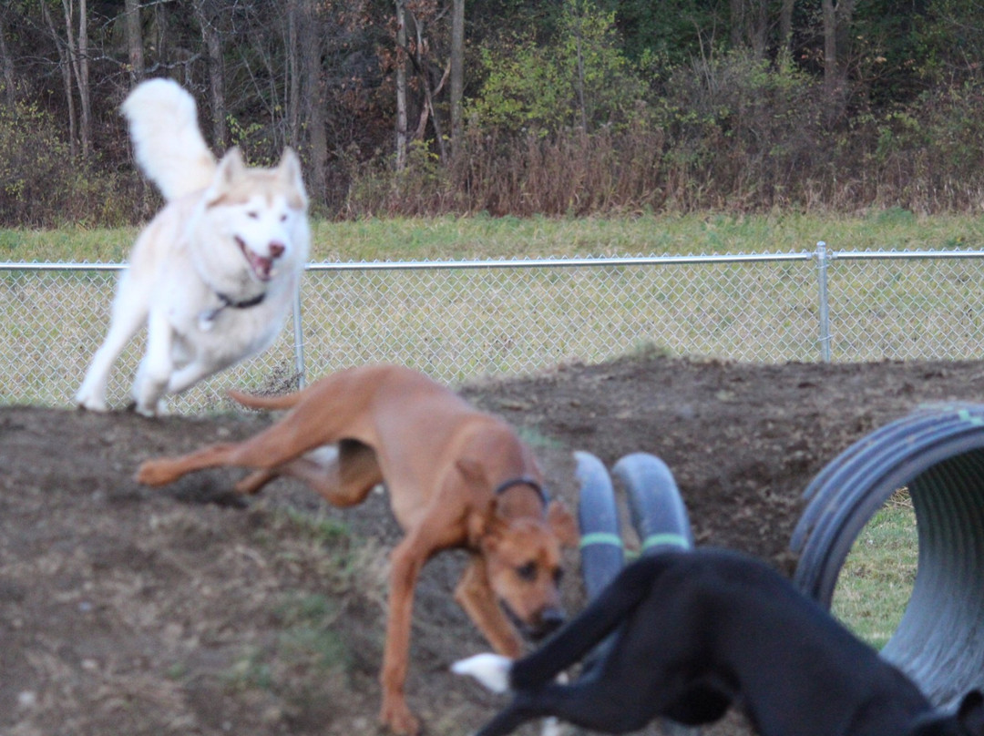 Shaker Field Dog Park-Enfield必去景点