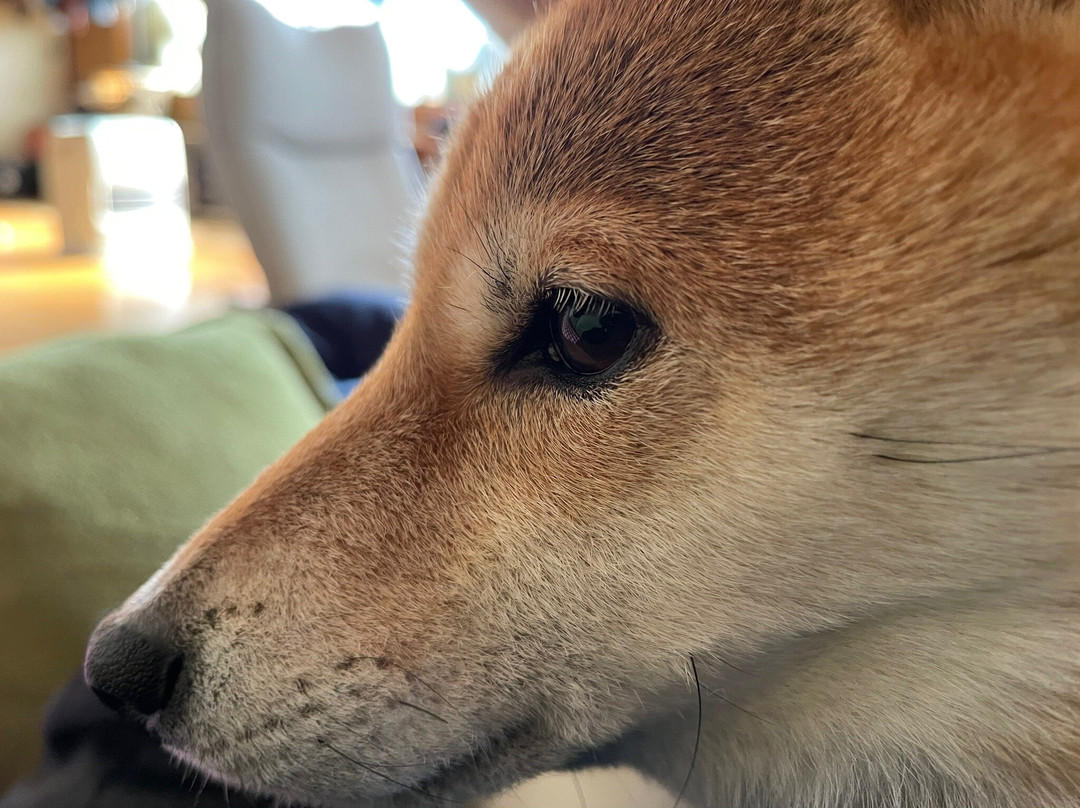 広島風お好み焼きさくら