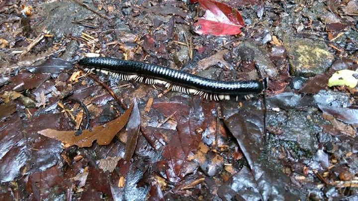 Kanneliya Forest Resort主图