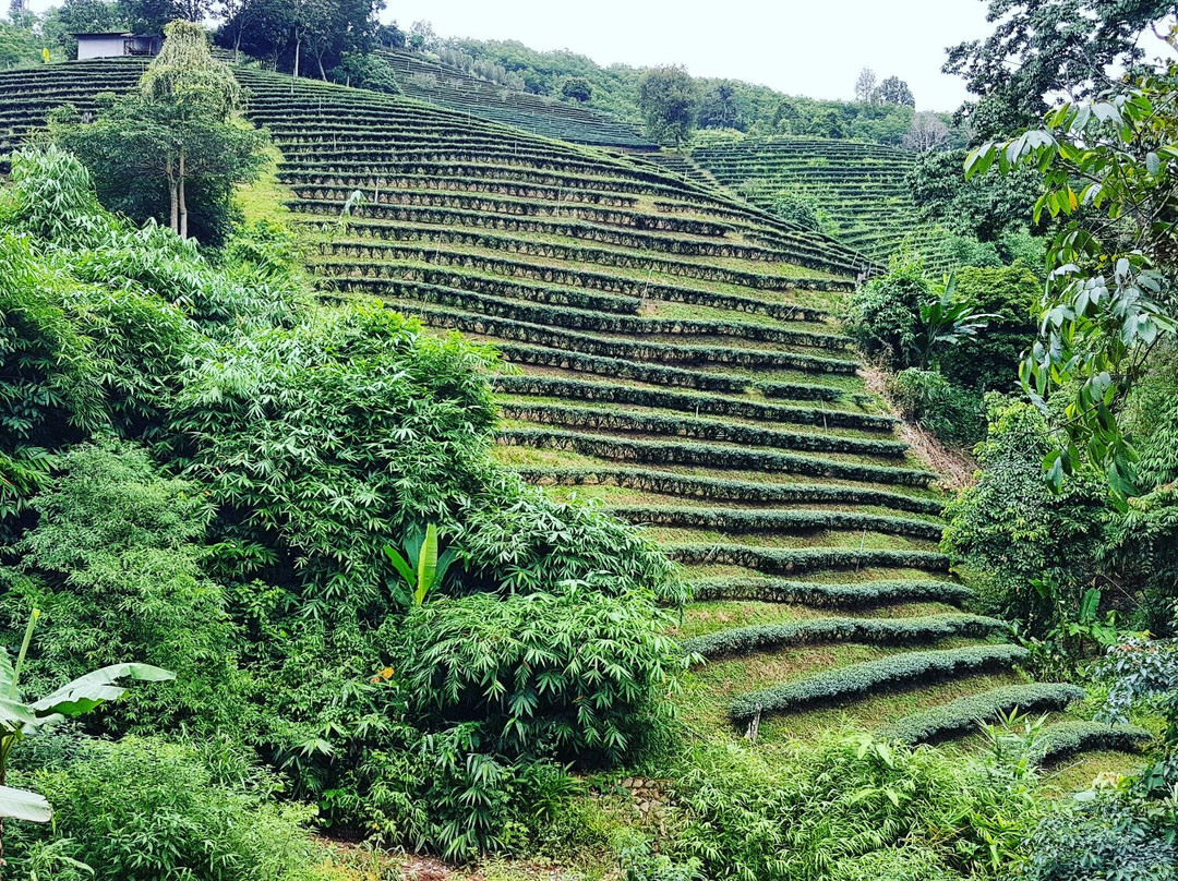 Tea Plantations-美斯乐必去景点