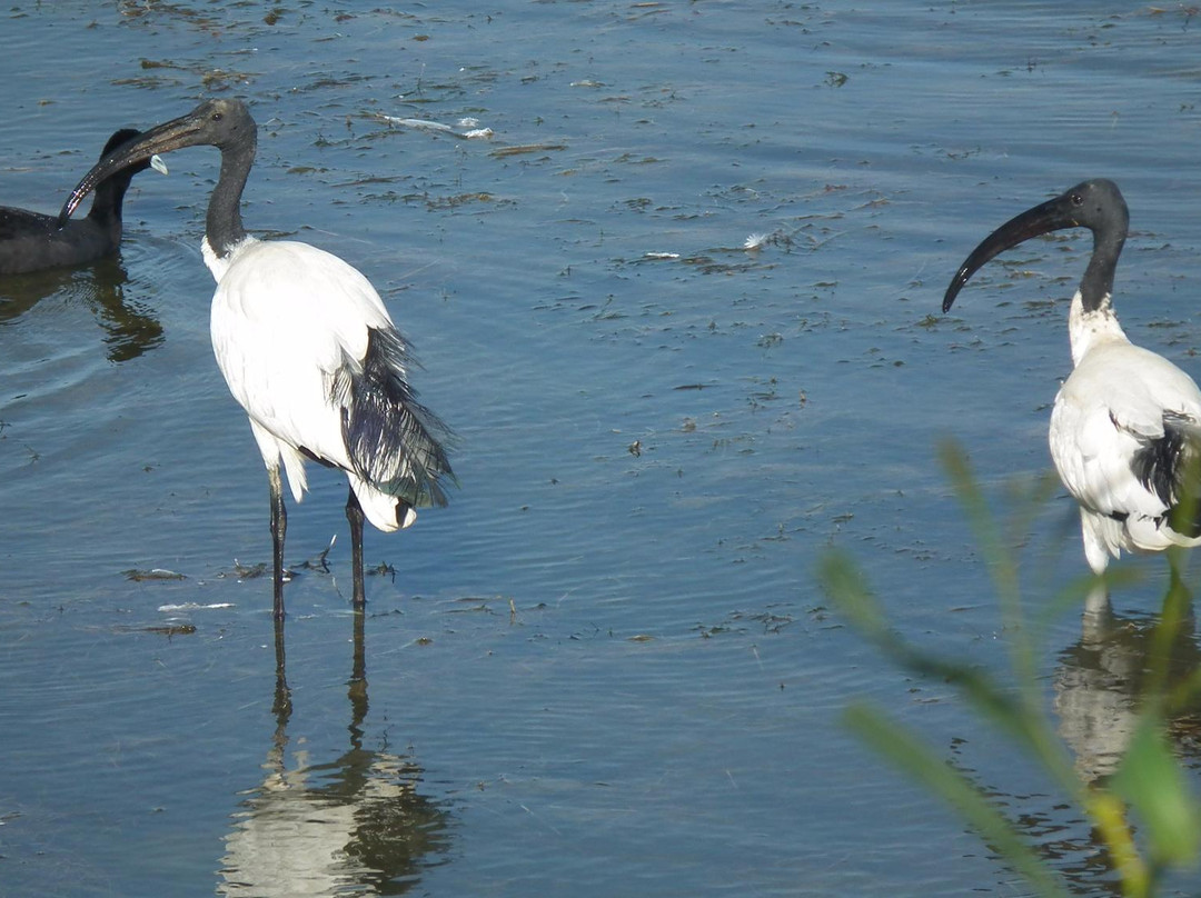Table View Nature Reserve - Rietvlei Wetlands-Table View必去景点