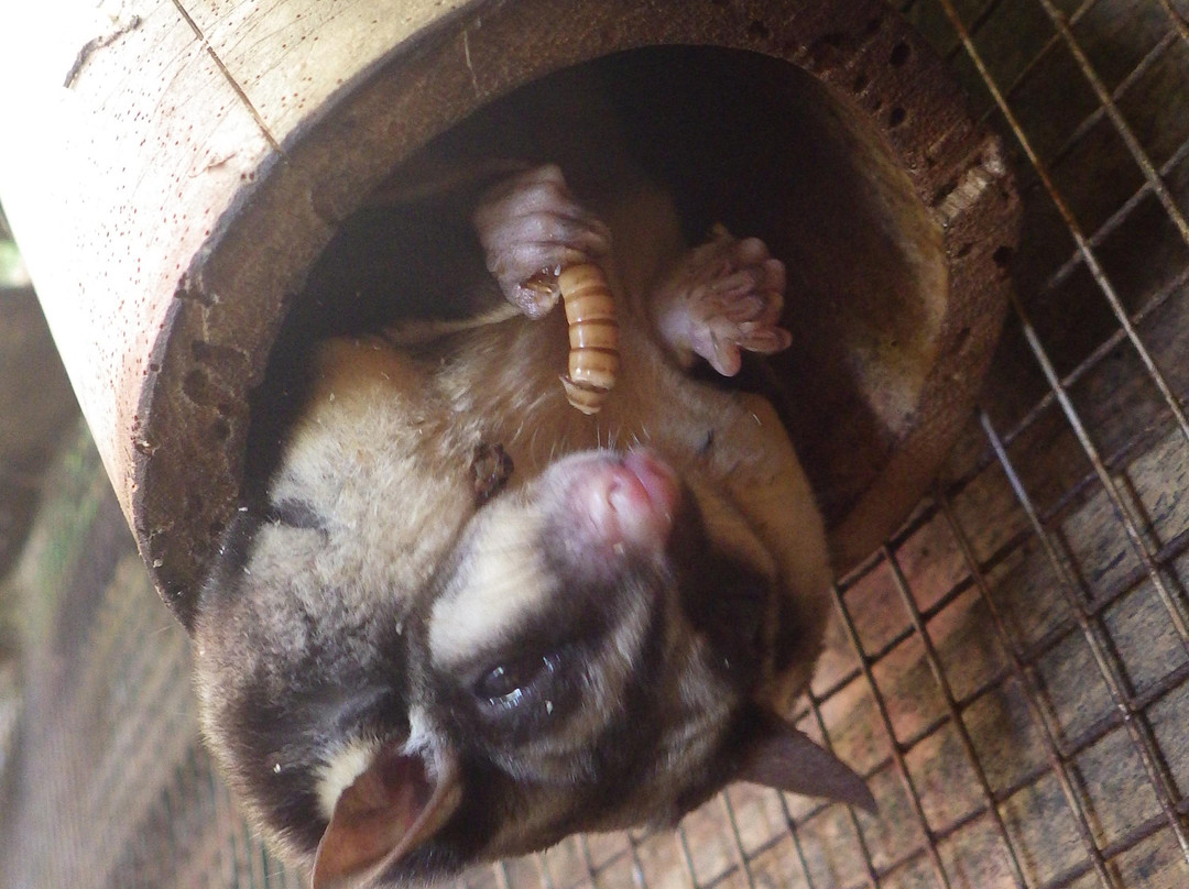 Jungle zoo-高龙必去景点