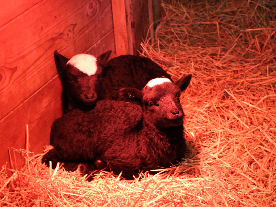 Far Enough Farm-多伦多必去景点