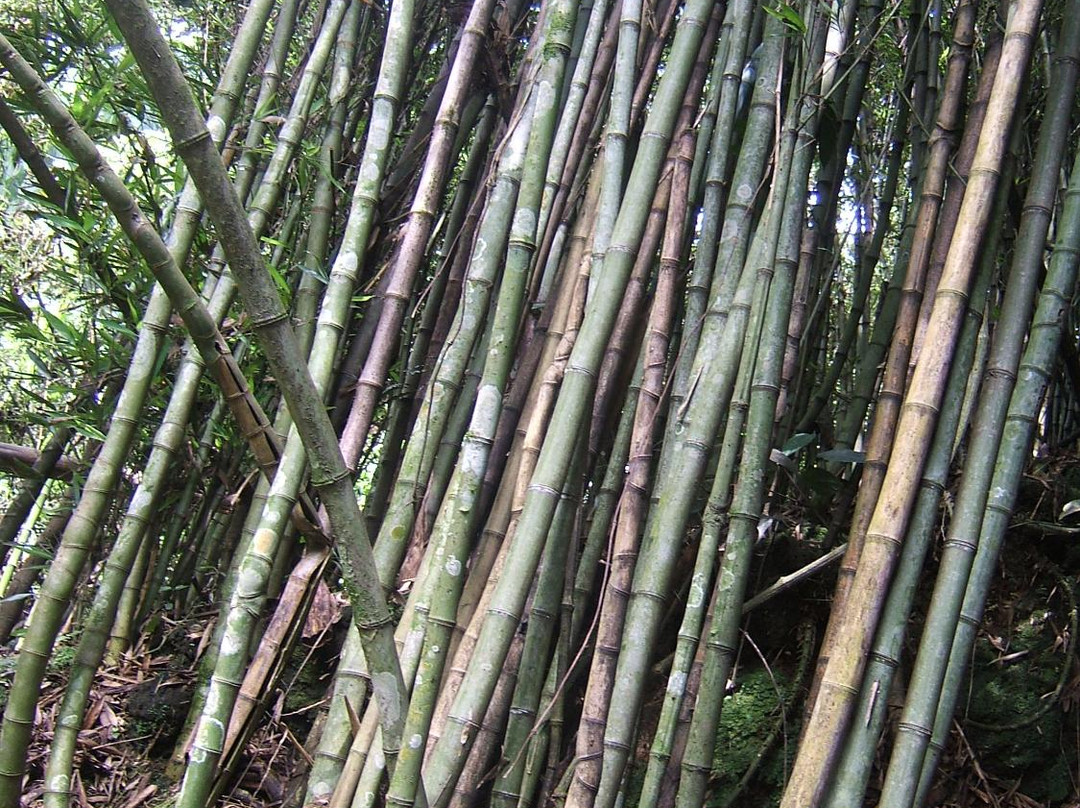 Bonita Farm-佩雷拉必去景点