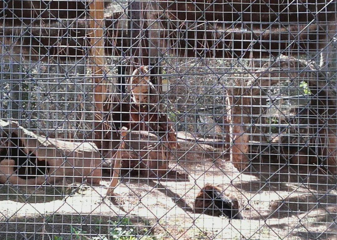Guadalajara Zoo景点图片