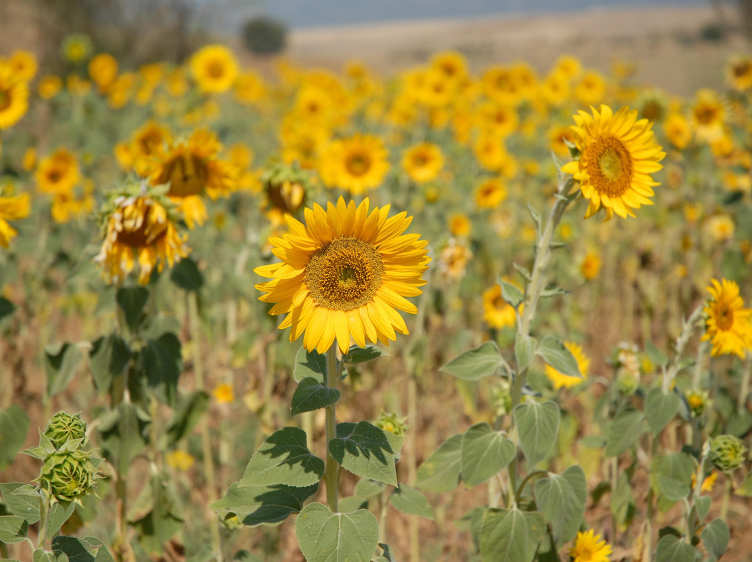 Go Beyond 4x4-Alhaurin el Grande必去景点