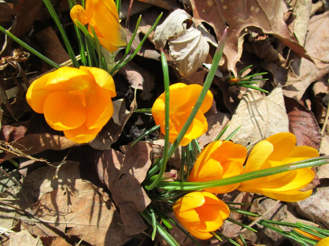 Benton House Historic Garden-印第安纳波利斯必去景点