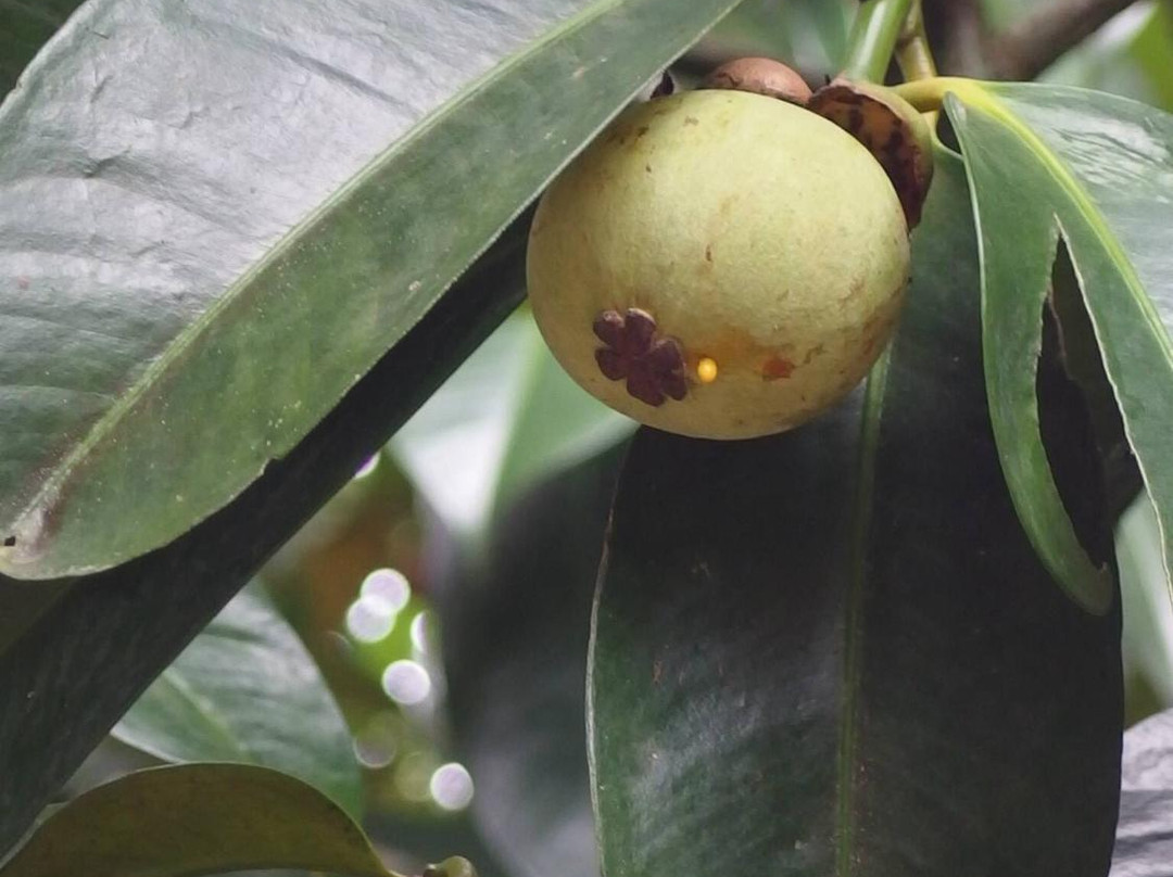 Suan Paiboon-罗勇必去景点