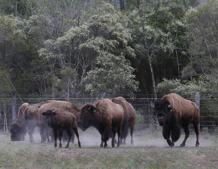 Aranyani Bison Adventure Tourist Park景点图片