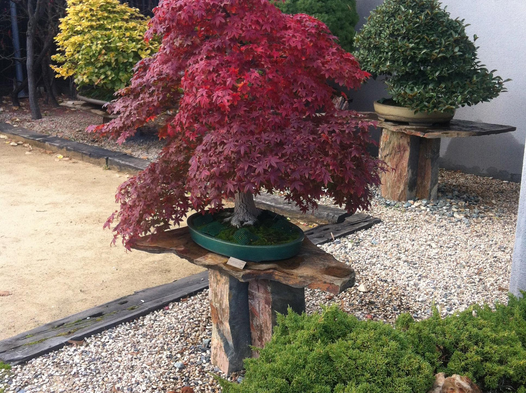 Museo Bonsai Luis Vallejo-阿尔科文达斯必去景点