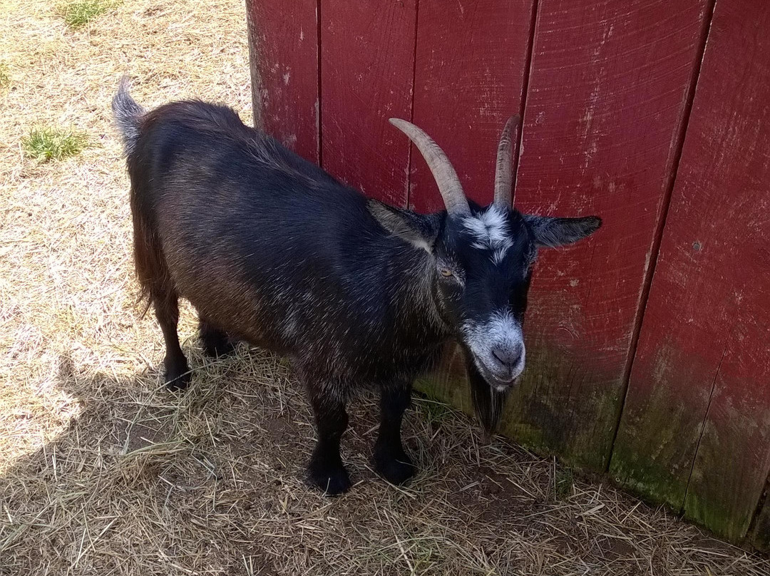 Flamig Farm-West Simsbury必去景点