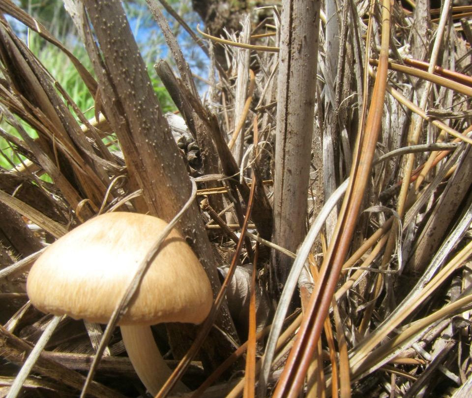 Kuaokalā Trail-怀厄奈必去景点