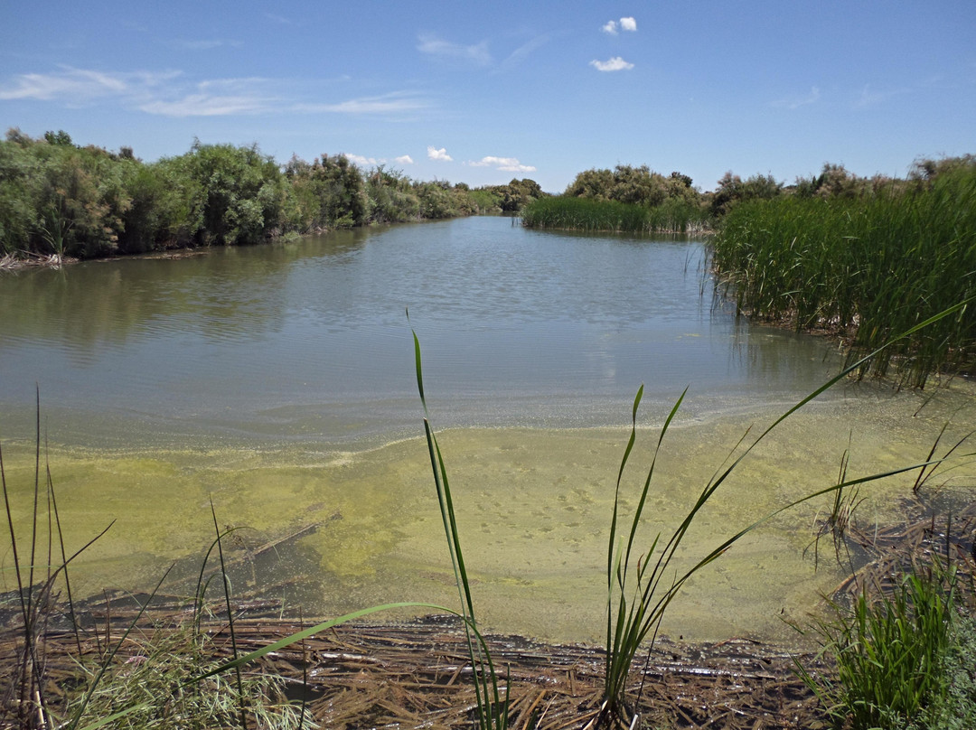 Mesilla Valley Bosque State Park-Mesilla必去景点