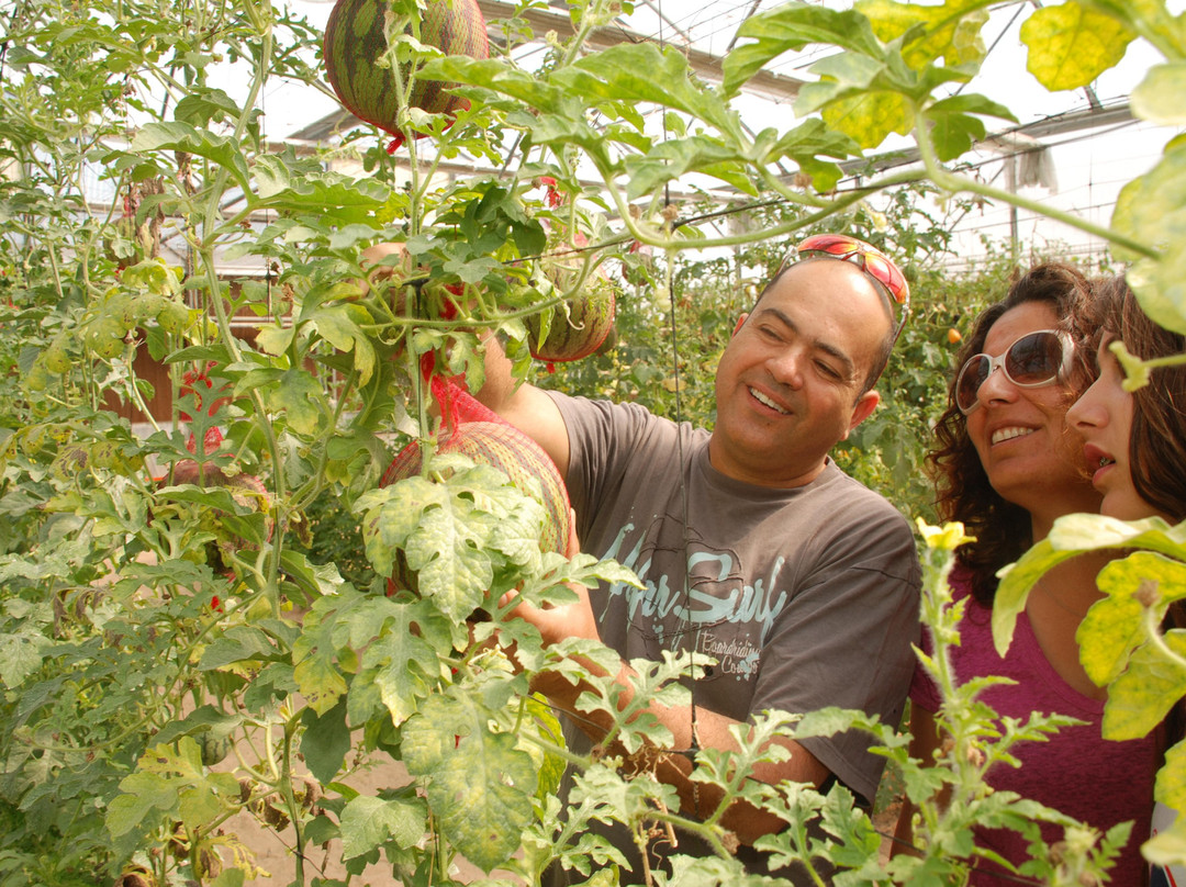 Hazeva旅游景点-Vidor Center