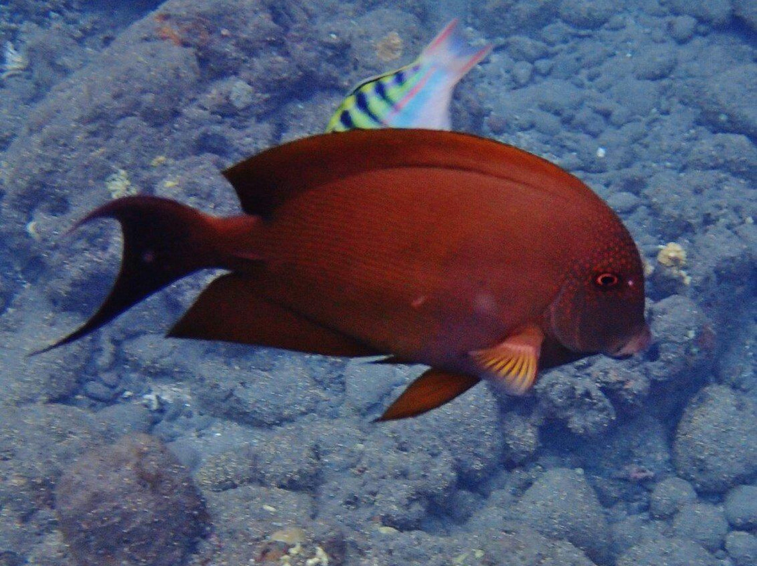 Jemeluk Beach-艾湄湾必去景点