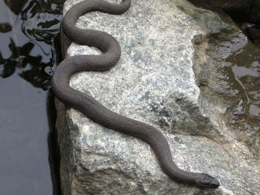 Loantaka Brook Reservation-莫里斯敦必去景点