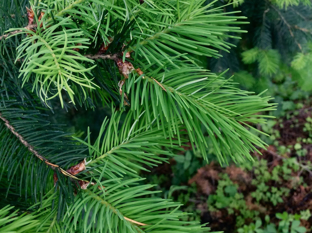 华盛顿公园-波特兰必去景点