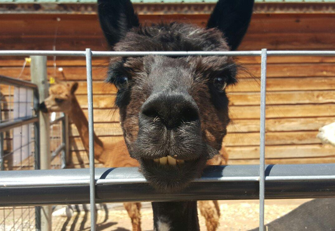 Suncrest Orchard Alpacas-Palisade必去景点