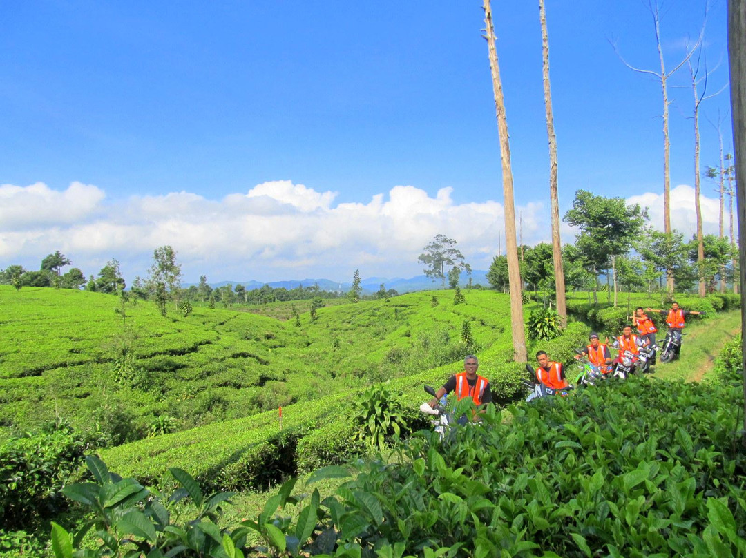 Tanjung Sari Tea Garden景点图片