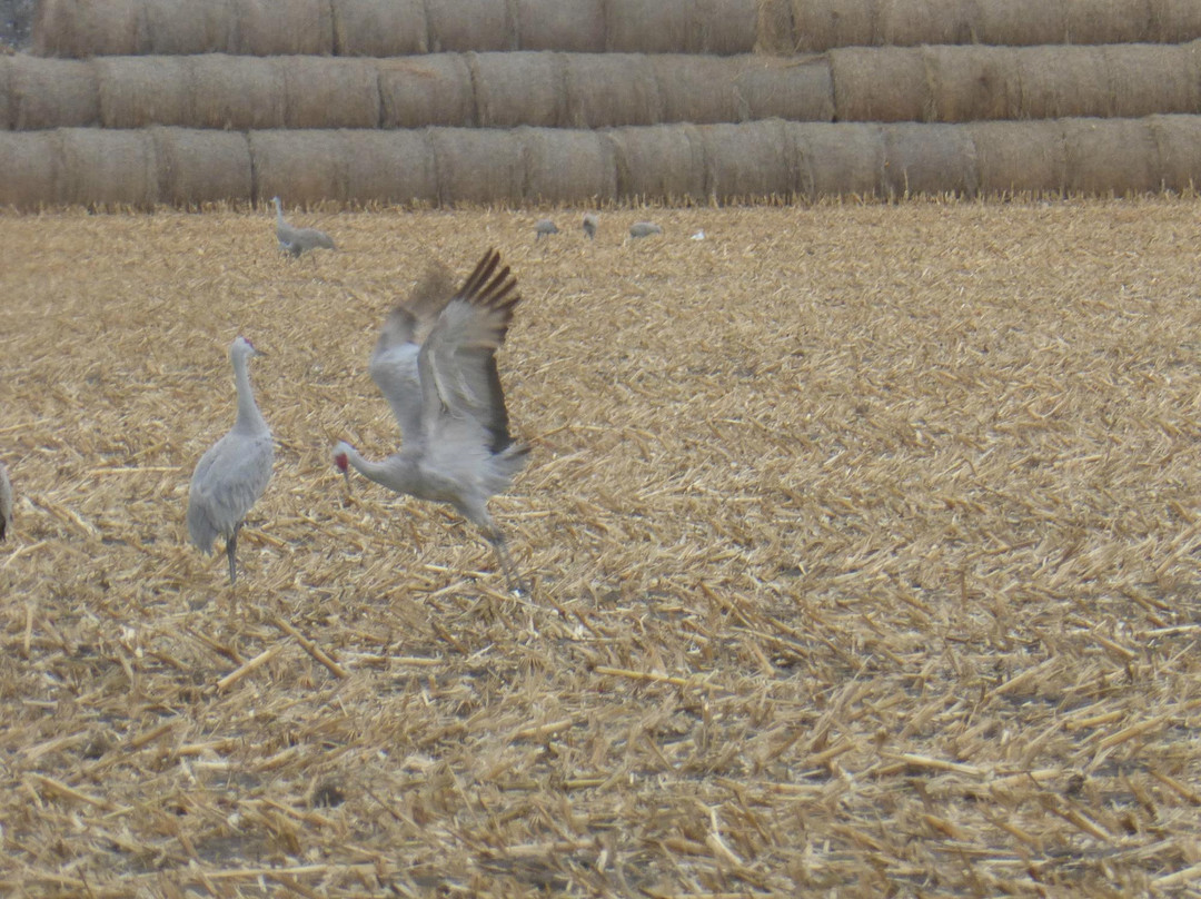 Platte River-格兰德岛必去景点