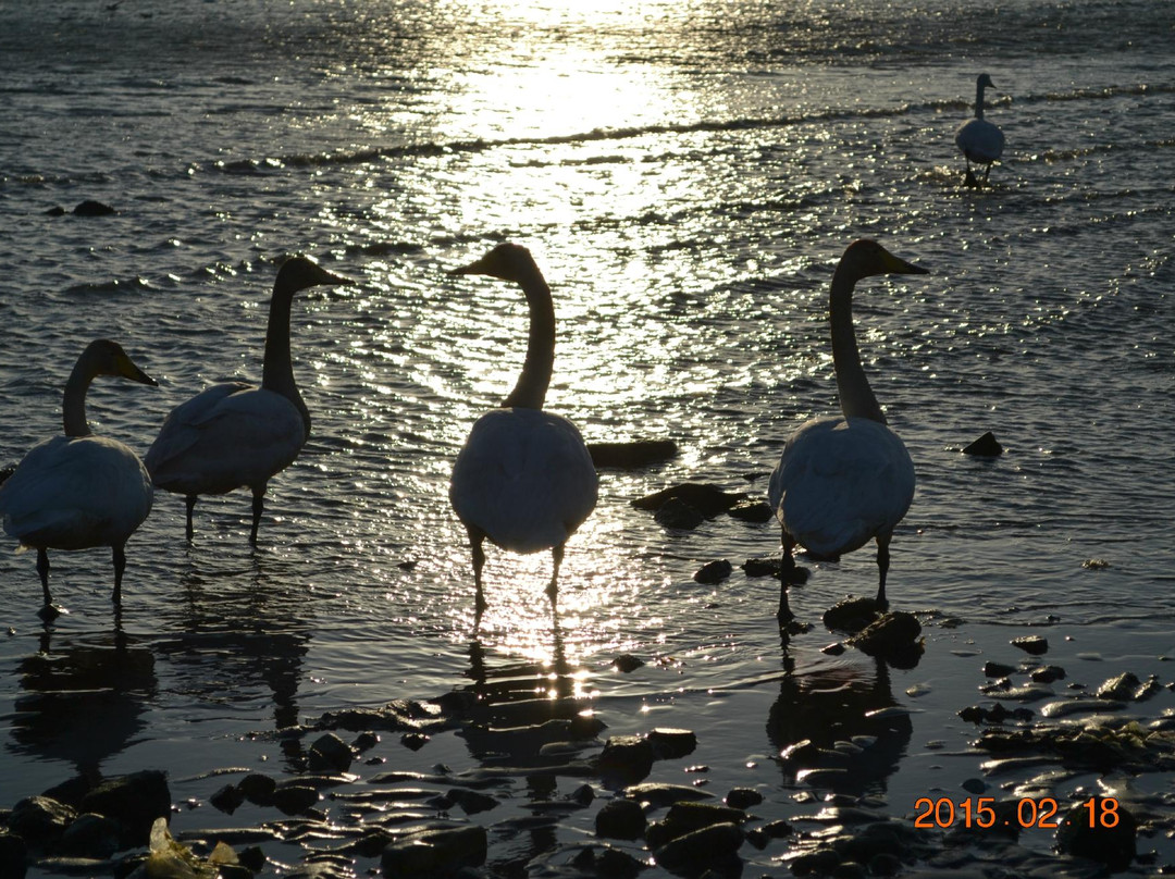 烟墩角天鹅湖-荣成市必去景点