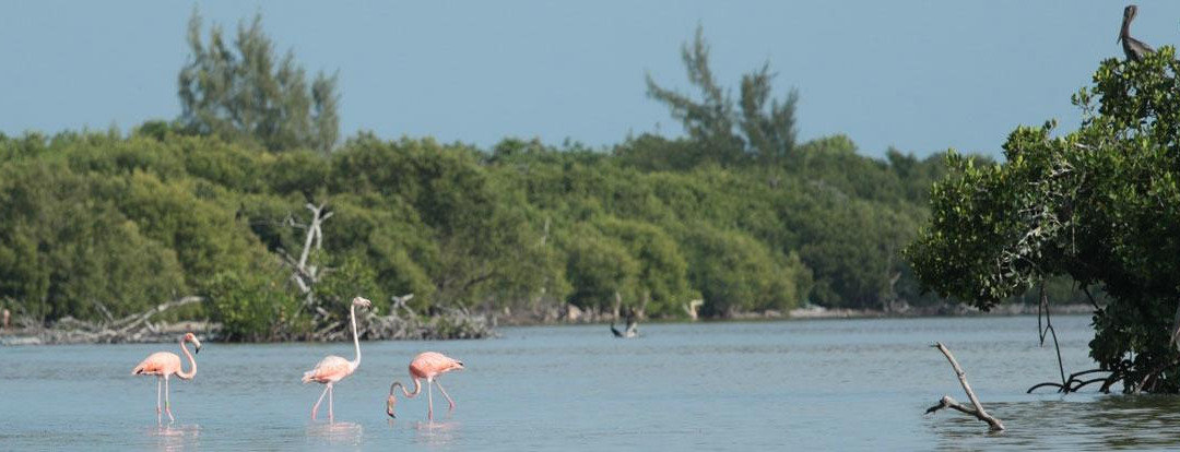 Fly Fish Isla Blanca-Isla Blanca必去景点