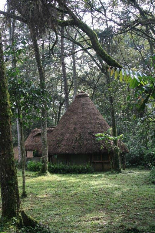 KEEP Bandas at Kakamega Forest主图