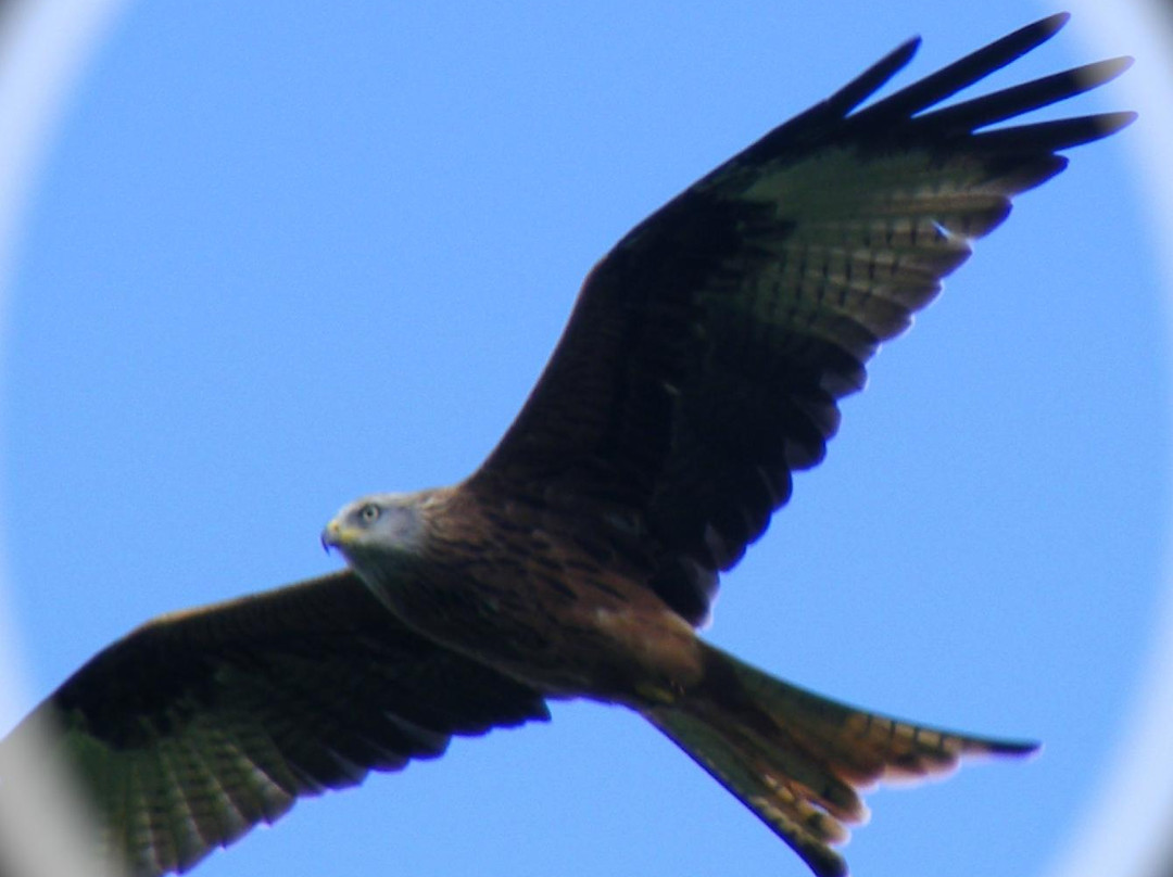 Red Kite Feeding Station, Llanddeusant景点图片