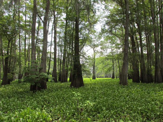 Mequet Swamp Tours-布里奥克斯桥必去景点