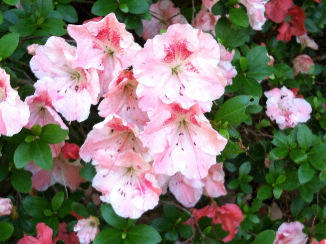 Ruby M. Mize Azalea Garden景点图片
