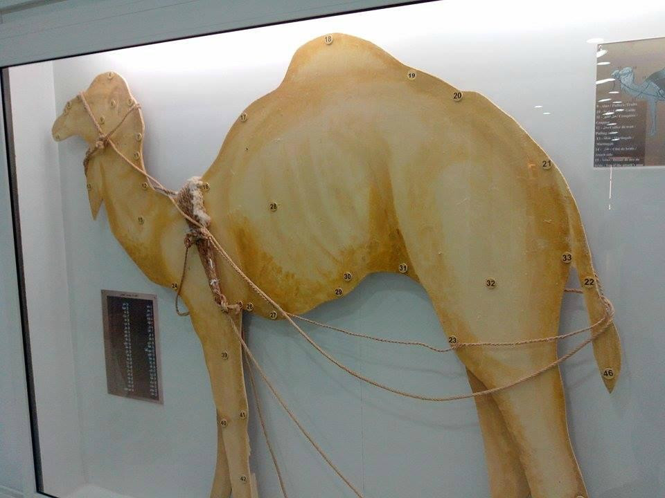 Sahara Museum-杜兹必去景点