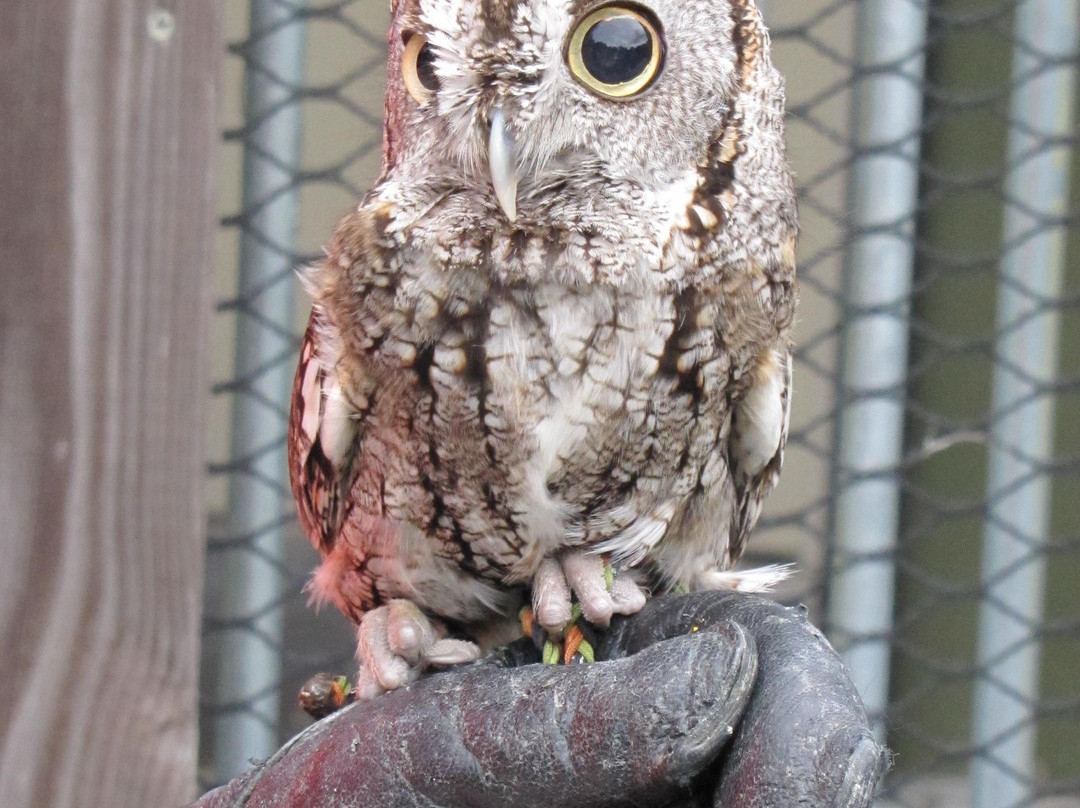 Auburn Raptor Center-奥本必去景点