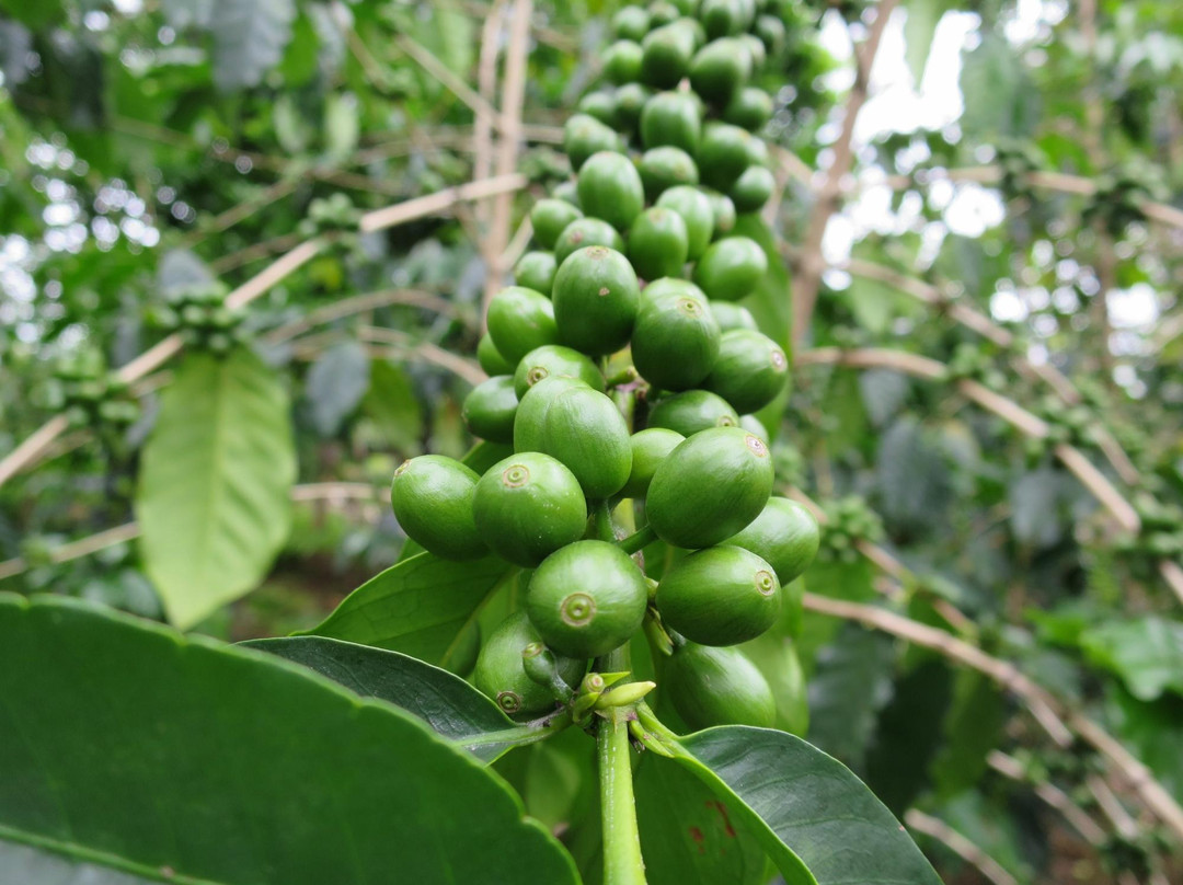 雷鸣山咖啡种植园-凯鲁瓦-柯纳必去景点
