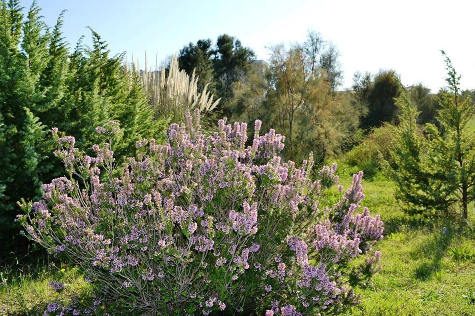 Mediterranean Botanical Garden and Coastal Biotope景点图片