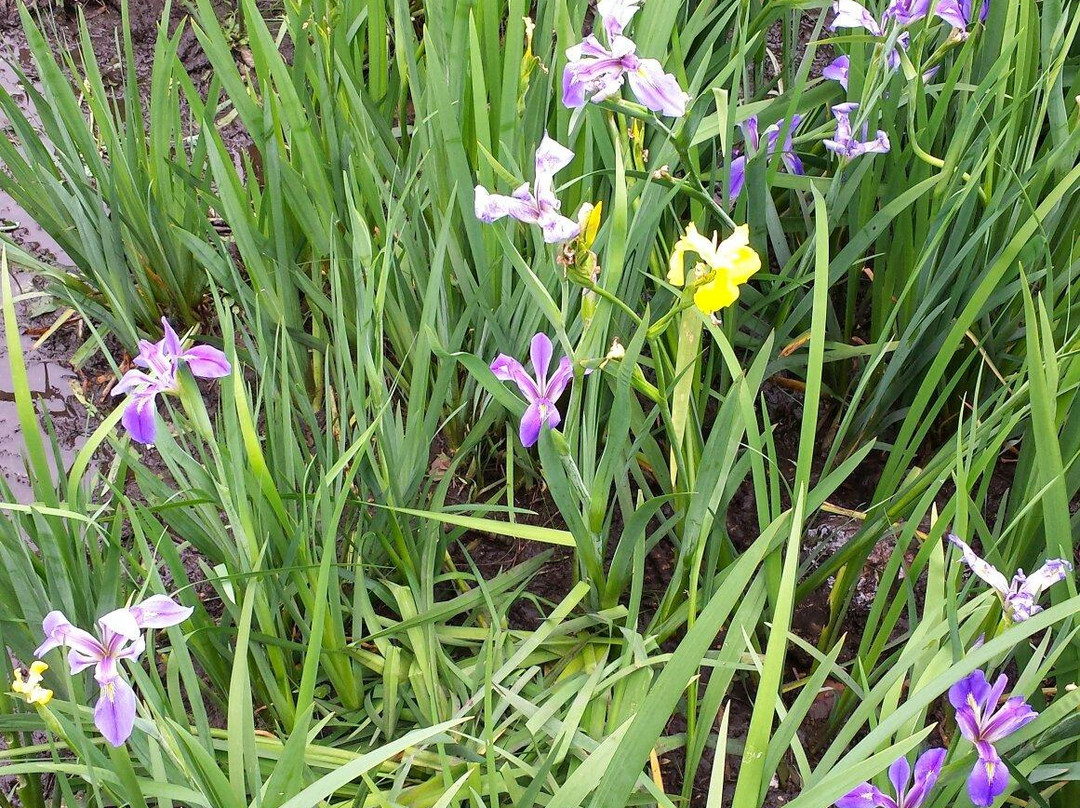 Lafreniere Park-梅泰里必去景点