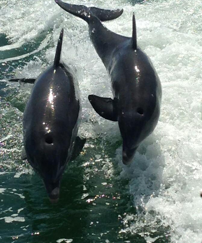 Paradise Boat Tours-Bradenton Beach必去景点