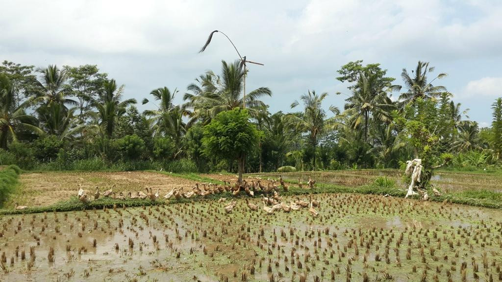 Bali Hideaway Bike-佩艳艮必去景点