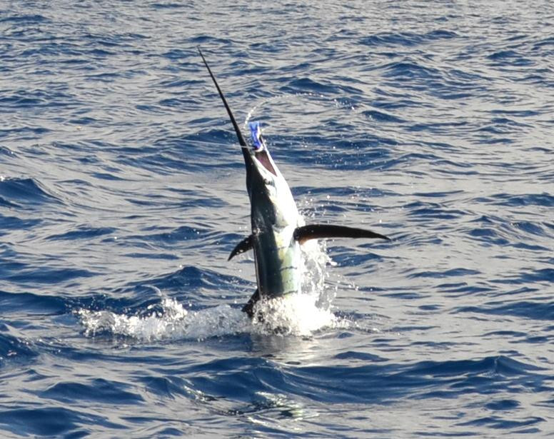Big Game Fishing-庞波慕斯必去景点