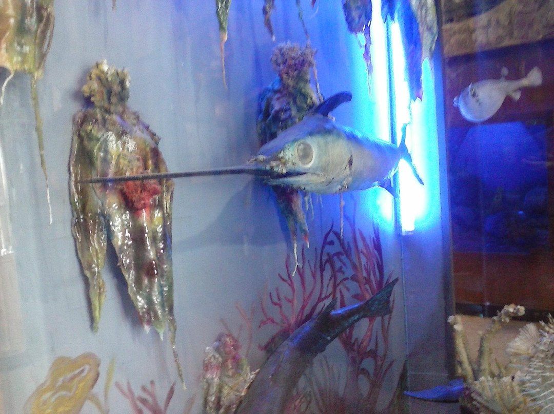 Aquarium Museum-亚历山大必去景点